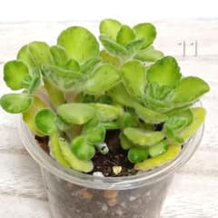 11 多肉植物　アロマティカス　ライムシャワー　★安心の容器ごと発送のサムネイル