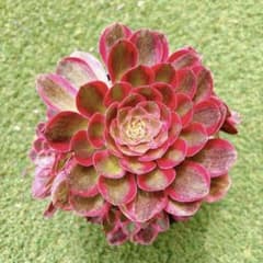 アエオニウム　白玉雪蓮(宝塔) メルカリ便　コレクション商品　特大　宝塔群 多肉植物 アエオニウム アエオニウム属 玉姿 Yuzi 群生 - メルカリ