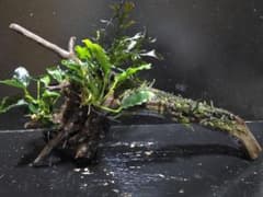 水草4種巻きブランチウッド大サイズ 水草3種巻き ブランチウッド - メルカリ