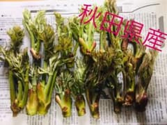 タラの芽のサムネイル