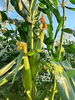 味来のサムネイル