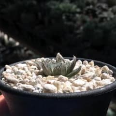 【期間限定出品】ハオルチア スウェイ　H. 'Sway'　多肉植物 期間限定出品】ハオルチア スウェイ H. 'Sway' 多肉植物 - メルカリ