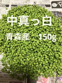 天然山椒の実 100g 採りたて 青森産 ◉実のみですが少し枝あり - メルカリ
