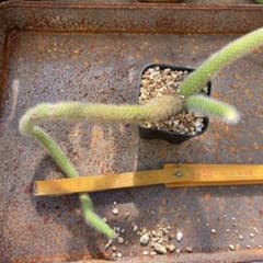 ヒルデウィンテラ   2のサムネイル