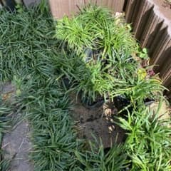 竜のヒゲのサムネイル