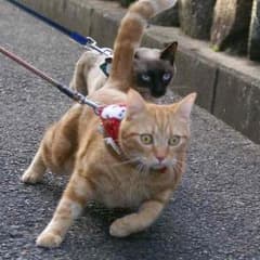専用のサムネイル