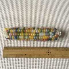 【貴重】グラスジェムコーン 1本  カラフルなトウモロコシのサムネイル