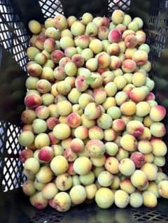 【訳あり】南高梅　2.0kg 無農薬　自然栽培　 完熟・追熟のサムネイル