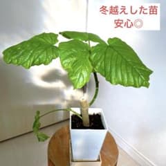 フィカスウンベラータのサムネイル