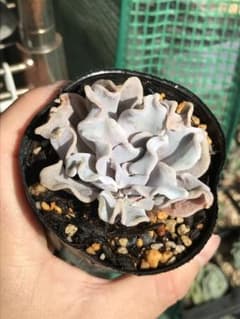 多肉植物　エケベリア　クリスペートビューティDのサムネイル