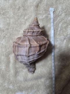 超特大天然つぶ貝 置物 インテリア 標本　20×10cm　当日発送可能のサムネイル