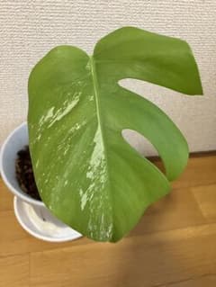 斑入りモンステラ しっかり発根済みのサムネイル