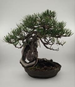 【ソナレ】盆栽　大懸崖　黒松　赤松　五葉松　真柏　大品　期間限定値下げ中！ 大品 赤松盆栽 五葉松盆栽 真柏盆栽 懸崖 真柏 黒松 赤松 五葉松