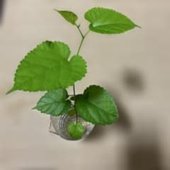 マルベリー　桑の木苗
