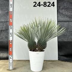 ユッカ ロストラータ【24-824】2頭株 シルバーブルー - メルカリ