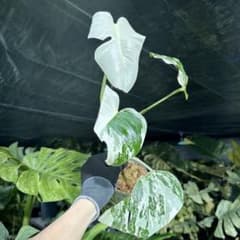 W1 モンステラ ボルギシアナ アルボ ホワイトタイガー白斑 健康カット