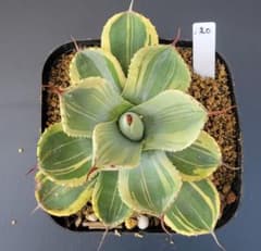 アガベ パリートランカータ ライムストリーク 美株 No.120 - メルカリ