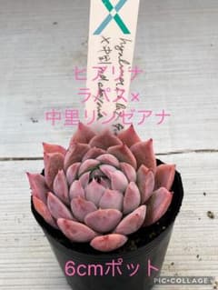 多肉植物 ヒアリナラパス×中里リンゼアナ♡抜き苗(サボテン相談室