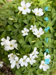 オキザリスアーティキュラータアルバ苗のサムネイル