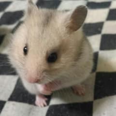 もきゃー様専用のサムネイル