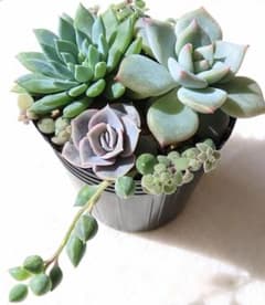 多肉植物☆ファンファーレ☆ブルーサプライズ☆ラウリンゼ✕チワワエンシスのサムネイル