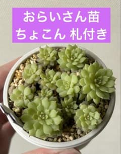 おらいさん苗 ちょこん ミックスベリア メルカリ便 札付き・抜き苗