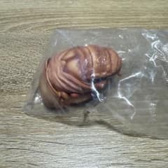 いきもの大図鑑　くわがた10 オオクワガタ（蛹）のサムネイル