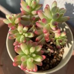 多肉植物 乙女心のサムネイル