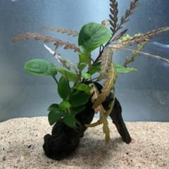 第四種郵便】3種の活着水草付き流木 14cm - メルカリ