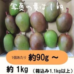 橙1-9】約1キロ グリーンマンゴー 青マンゴー 摘果マンゴー 約1kg