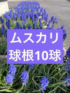 ムスカリ 球根 10球のサムネイル