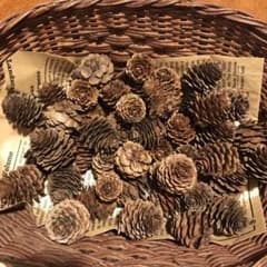 木の実・素材　カラ松50コのサムネイル