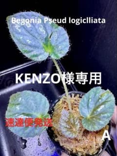 Begonia プセウドロンギキリアータ ❣️青ベゴニア 原種？A - メルカリ