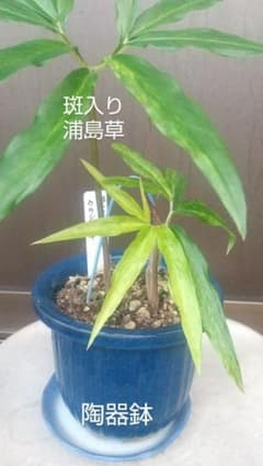 斑入り浦島草 2株のサムネイル