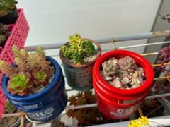 多肉植物 鉢内全てのサムネイル
