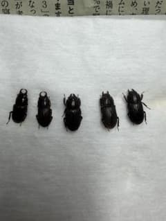 オキナワネブトセットのサムネイル