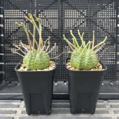 ユーフォルビア バリダ スーパーバリダ ホリダ 実生 - メルカリ
