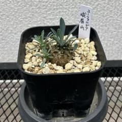 ユーフォルビア 我眉山 多肉植物 名札付き 抜き苗　⑧のサムネイル