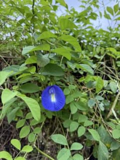 バタフライピー　種　200粒のサムネイル