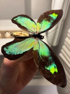 【極美♂】イズベラミズアオ 蛾ピカソモスモルフォチョウアグリアス　標本 亜種名付】ビクトリアトリバネアゲハ 標本 モルフォチョウピカソモス