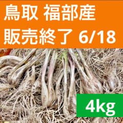 らっきょう　4kg 鳥取県産　福部　ふくべ　砂丘のサムネイル