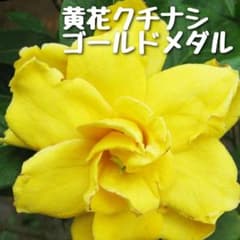 G㉒黄花八重のクチナシ「ゴールドメダル」9cmポット - メルカリ