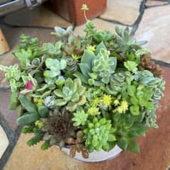 多肉植物 寄せ植え ＊鉢ごと＊鉢-￼直径約15㎝￼ ×高さ9㎝＊ - メルカリ
