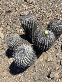 【種子】#797 Copiapoa / コピアポア,黒王丸,孤竜丸