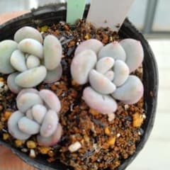 No31 フレーヌ×ラウイ 抜き苗 ゆうパケットポストmini 多肉 - メルカリ