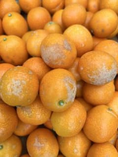 宮崎県産完熟キンカン　超‼️訳あり品‼️5キロのサムネイル