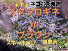 スタウロギネ sp ブラウンのサムネイル