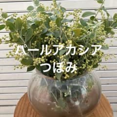 パールアカシア　フレッシュ　真珠葉　切枝　保水有り m63274692173_1.jpg?1769915010