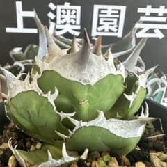 589【上澳園芸】 アガベ チタノタ シロサイ m63277680958_1.jpg?1725010415