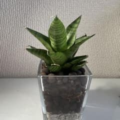 サンスベリア パゴダ(水耕栽培鉢付き)のサムネイル
